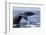 Humpback Whale Tail-Michele Westmorland-Framed Photographic Print