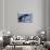 Humpback Whale Tail-Michele Westmorland-Photographic Print displayed on a wall