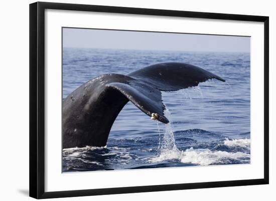 Humpback Whale Tail-Michele Westmorland-Framed Photographic Print