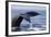 Humpback Whale Tail-Michele Westmorland-Framed Photographic Print