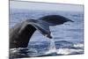 Humpback Whale Tail-Michele Westmorland-Mounted Photographic Print