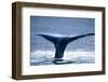 Humpback Whale Tail-JHVEPhoto-Framed Photographic Print