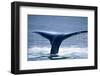 Humpback Whale Tail-JHVEPhoto-Framed Photographic Print