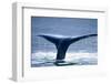 Humpback Whale Tail-JHVEPhoto-Framed Photographic Print