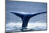 Humpback Whale Tail-JHVEPhoto-Mounted Photographic Print