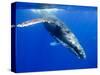 Humpback Whale Underwater-Paul Souders-Stretched Canvas