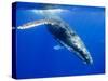 Humpback Whale Underwater-Paul Souders-Stretched Canvas