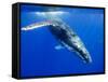 Humpback Whale Underwater-Paul Souders-Framed Stretched Canvas