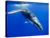 Humpback Whale Underwater-Paul Souders-Stretched Canvas