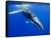 Humpback Whale Underwater-Paul Souders-Framed Stretched Canvas