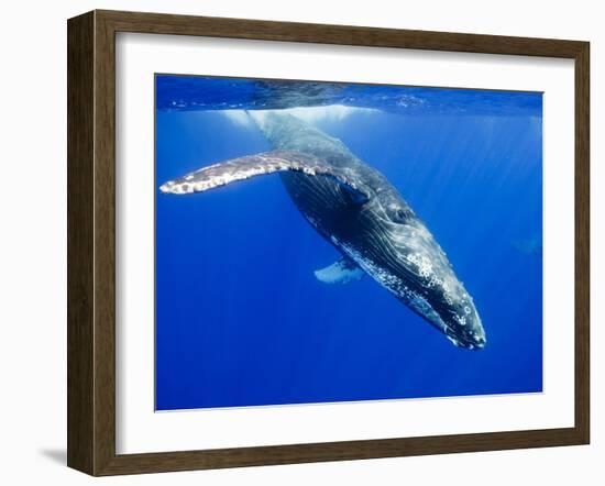 Humpback Whale Underwater-Paul Souders-Framed Premium Photographic Print