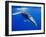Humpback Whale Underwater-Paul Souders-Framed Premium Photographic Print