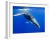 Humpback Whale Underwater-Paul Souders-Framed Premium Photographic Print