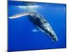 Humpback Whale Underwater-Paul Souders-Mounted Premium Photographic Print