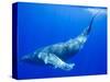 Humpback Whale Underwater-Paul Souders-Stretched Canvas