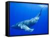 Humpback Whale Underwater-Paul Souders-Framed Stretched Canvas