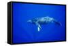 Humpback Whale Underwater-Paul Souders-Framed Stretched Canvas