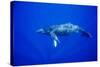 Humpback Whale Underwater-Paul Souders-Stretched Canvas