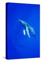 Humpback Whale Underwater-Paul Souders-Stretched Canvas