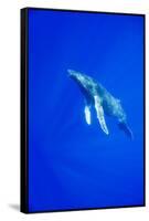 Humpback Whale Underwater-Paul Souders-Framed Stretched Canvas