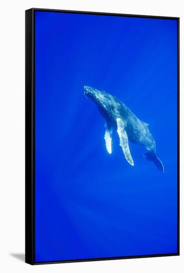 Humpback Whale Underwater-Paul Souders-Framed Stretched Canvas