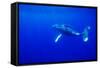 Humpback Whale Underwater-Paul Souders-Framed Stretched Canvas