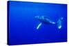 Humpback Whale Underwater-Paul Souders-Stretched Canvas