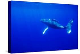 Humpback Whale Underwater-Paul Souders-Stretched Canvas