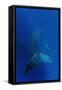 Humpback Whale Underwater-null-Framed Stretched Canvas