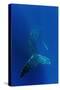 Humpback Whale Underwater-null-Stretched Canvas