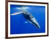 Humpback Whale Underwater-Paul Souders-Framed Photographic Print