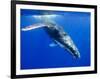 Humpback Whale Underwater-Paul Souders-Framed Photographic Print