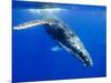 Humpback Whale Underwater-Paul Souders-Mounted Photographic Print