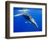 Humpback Whale Underwater-Paul Souders-Framed Photographic Print