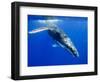 Humpback Whale Underwater-Paul Souders-Framed Photographic Print