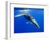 Humpback Whale Underwater-Paul Souders-Framed Photographic Print