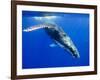 Humpback Whale Underwater-Paul Souders-Framed Photographic Print