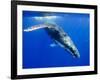 Humpback Whale Underwater-Paul Souders-Framed Photographic Print