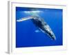 Humpback Whale Underwater-Paul Souders-Framed Photographic Print