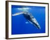 Humpback Whale Underwater-Paul Souders-Framed Photographic Print