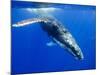 Humpback Whale Underwater-Paul Souders-Mounted Photographic Print