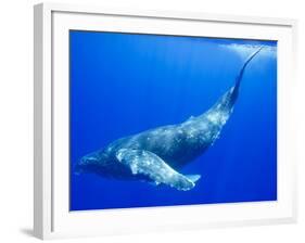 Humpback Whale Underwater-Paul Souders-Framed Photographic Print