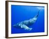 Humpback Whale Underwater-Paul Souders-Framed Photographic Print