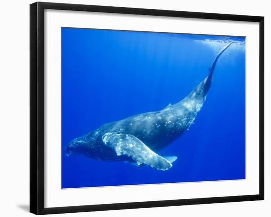 Humpback Whale Underwater-Paul Souders-Framed Photographic Print