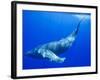 Humpback Whale Underwater-Paul Souders-Framed Photographic Print