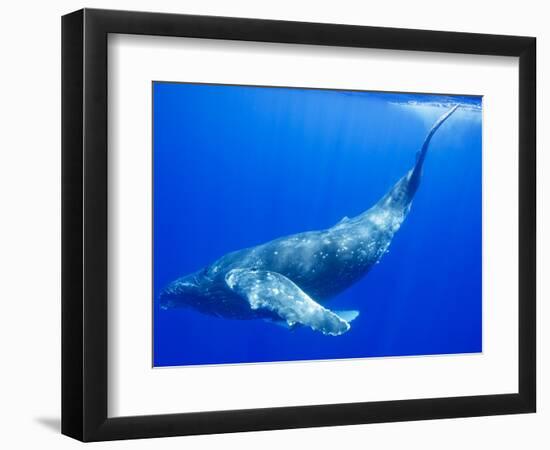 Humpback Whale Underwater-Paul Souders-Framed Photographic Print