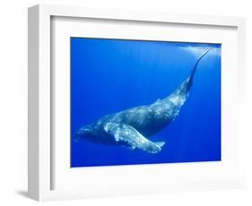 Humpback Whale Underwater-Paul Souders-Framed Photographic Print