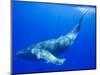 Humpback Whale Underwater-Paul Souders-Mounted Photographic Print