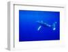 Humpback Whale Underwater-Paul Souders-Framed Photographic Print