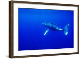 Humpback Whale Underwater-Paul Souders-Framed Photographic Print